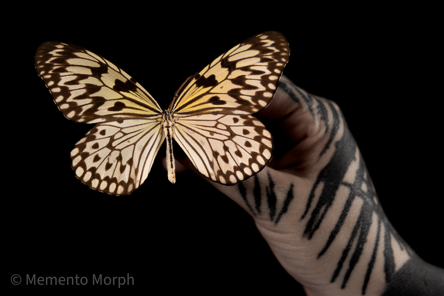 Idea Leuconoe (Folded Wings)