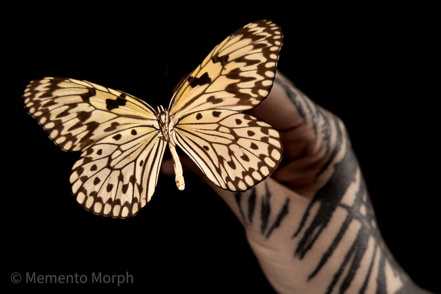 Idea Leuconoe (Folded Wings)