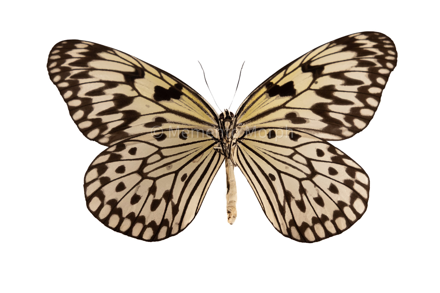Idea Leuconoe (Folded Wings)