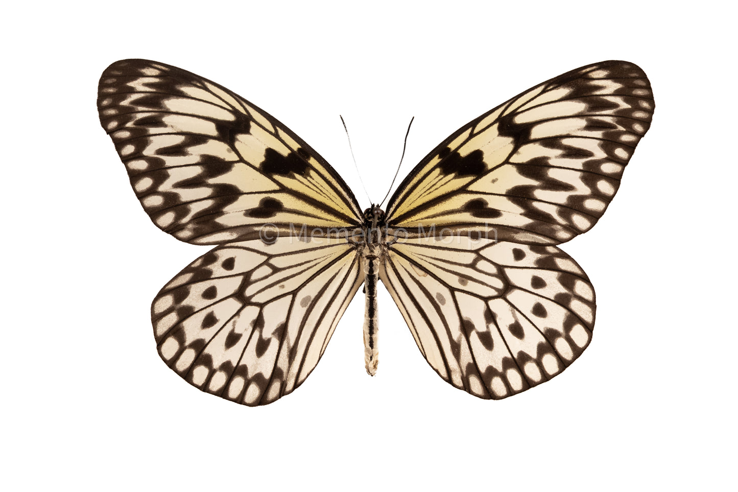 Idea Leuconoe (Folded Wings)