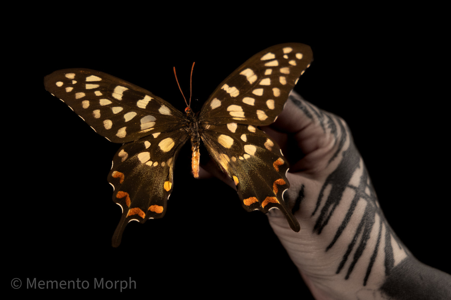 Papilio Antenor (Folded Wings)