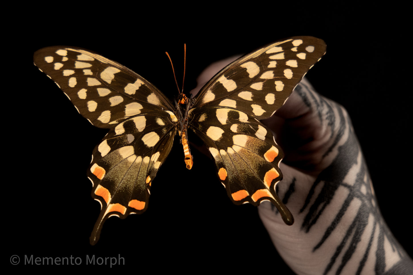 Papilio Antenor (Folded Wings)