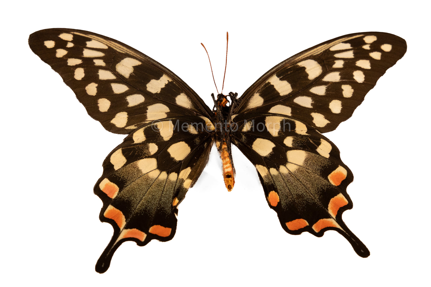 Papilio Antenor (Folded Wings)
