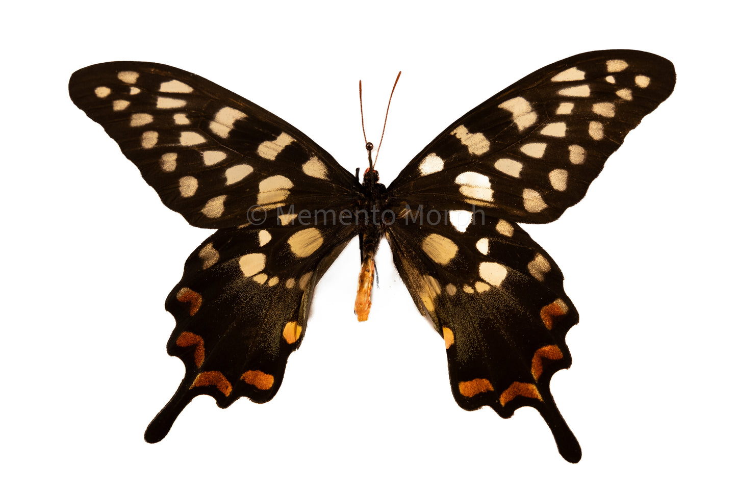 Papilio Antenor (Folded Wings)