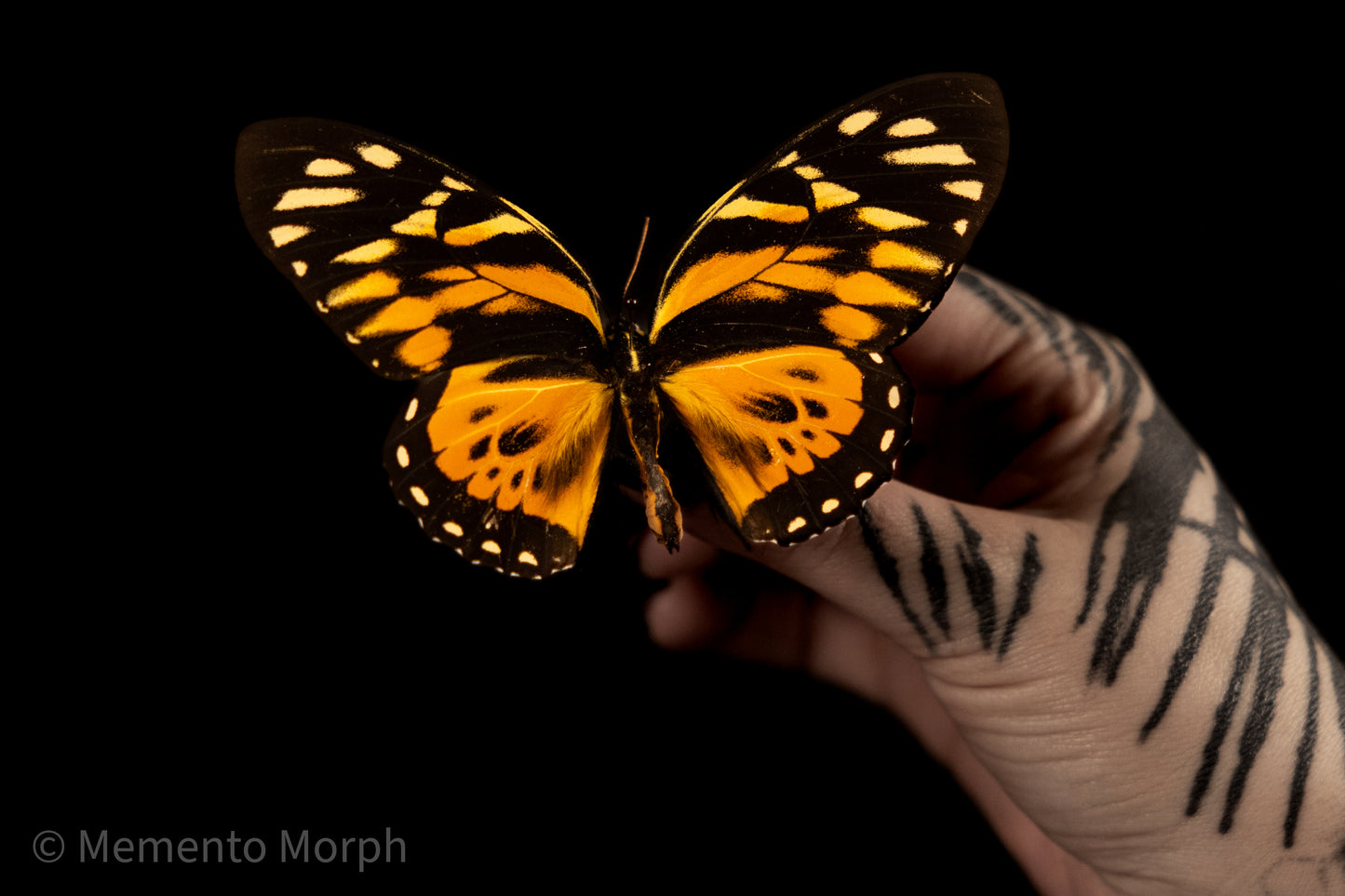 Papilio Zagreus (Folded Wings)