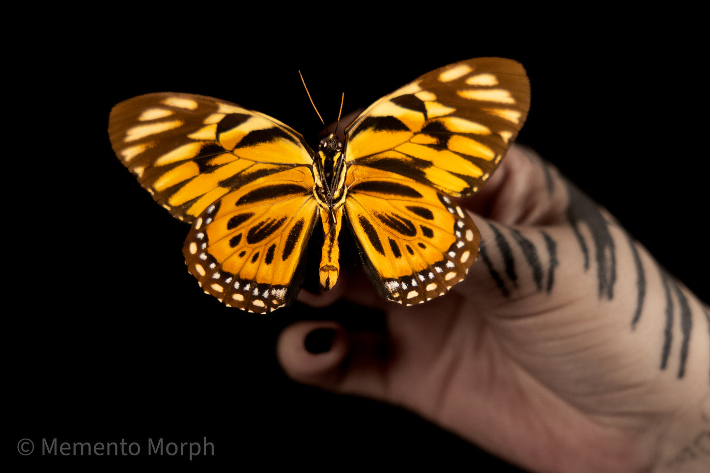 Papilio Zagreus (Folded Wings)