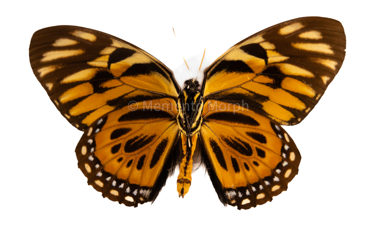 Papilio Zagreus (Folded Wings)