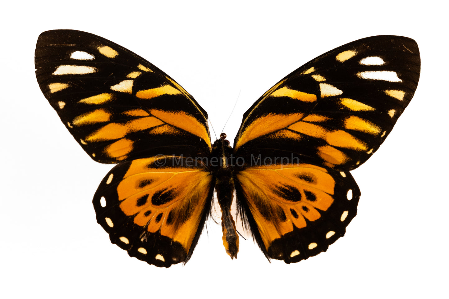 Papilio Zagreus (Folded Wings)