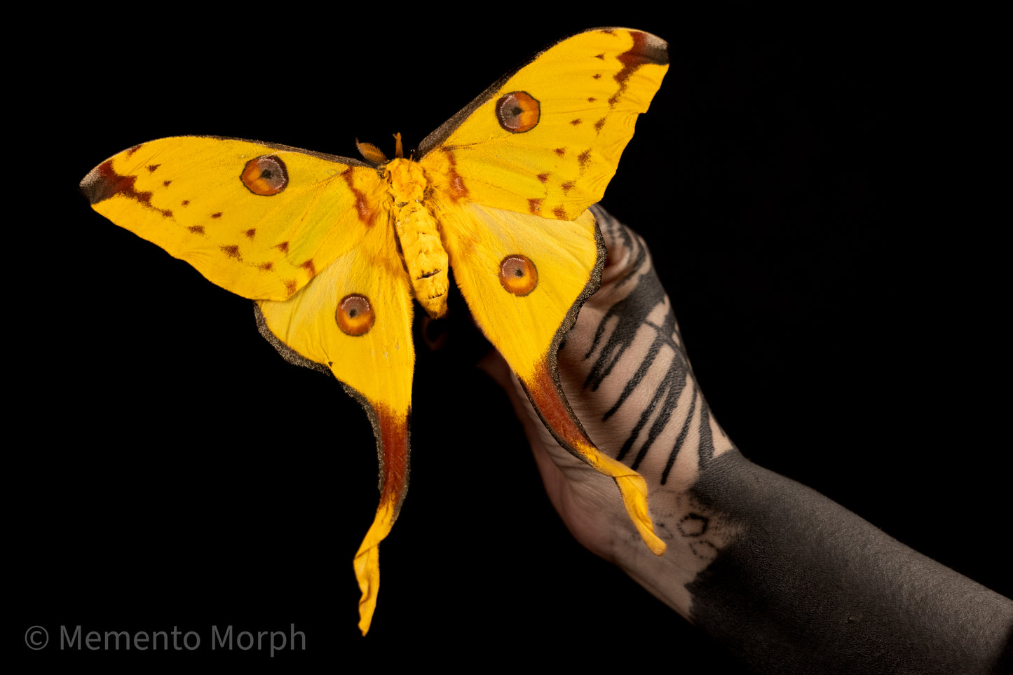 Comet Moth (Folded Wings)