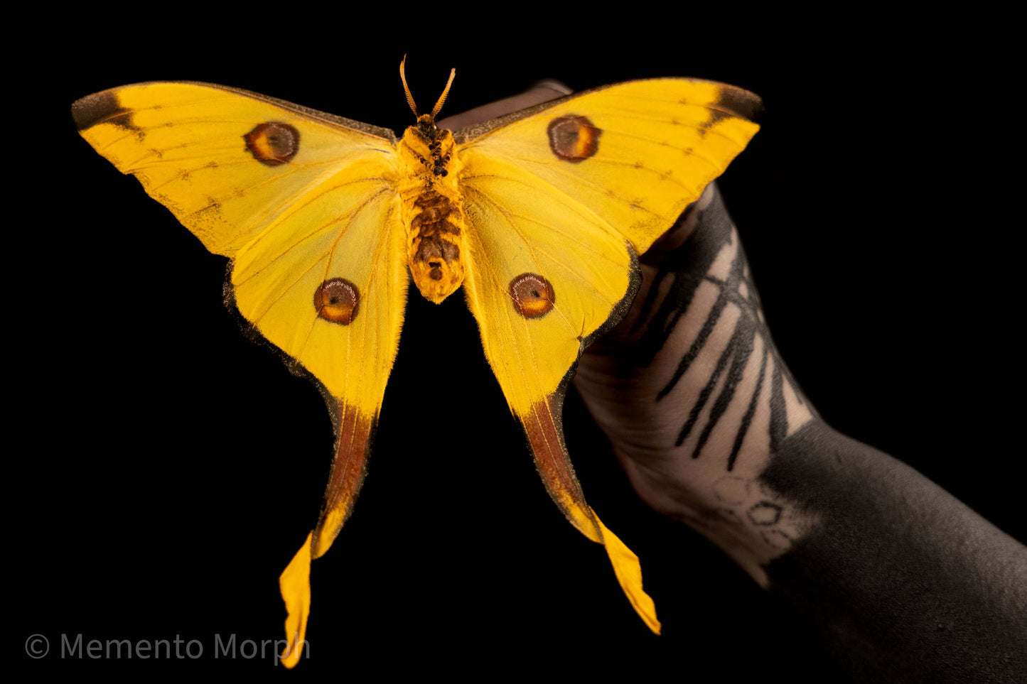 Comet Moth (Folded Wings)