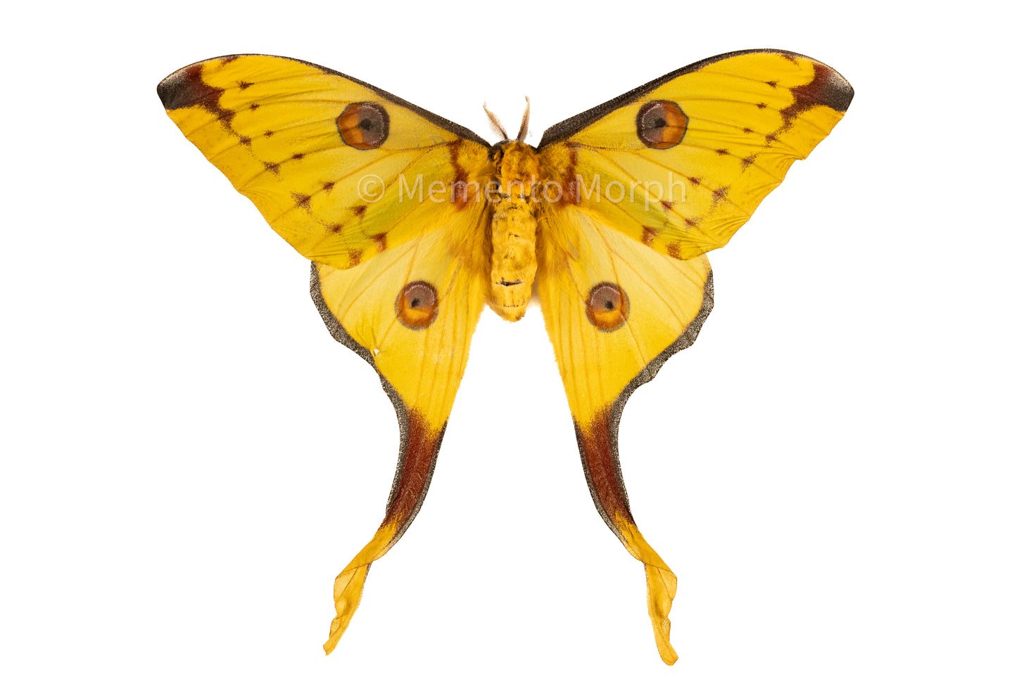 Comet Moth (Folded Wings)