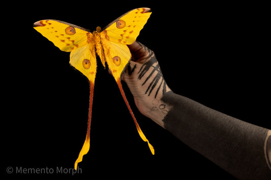 Comet Moth (Folded Wings)