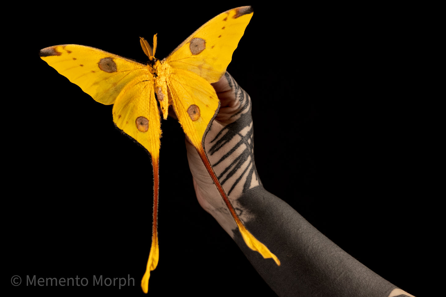 Comet Moth (Folded Wings)