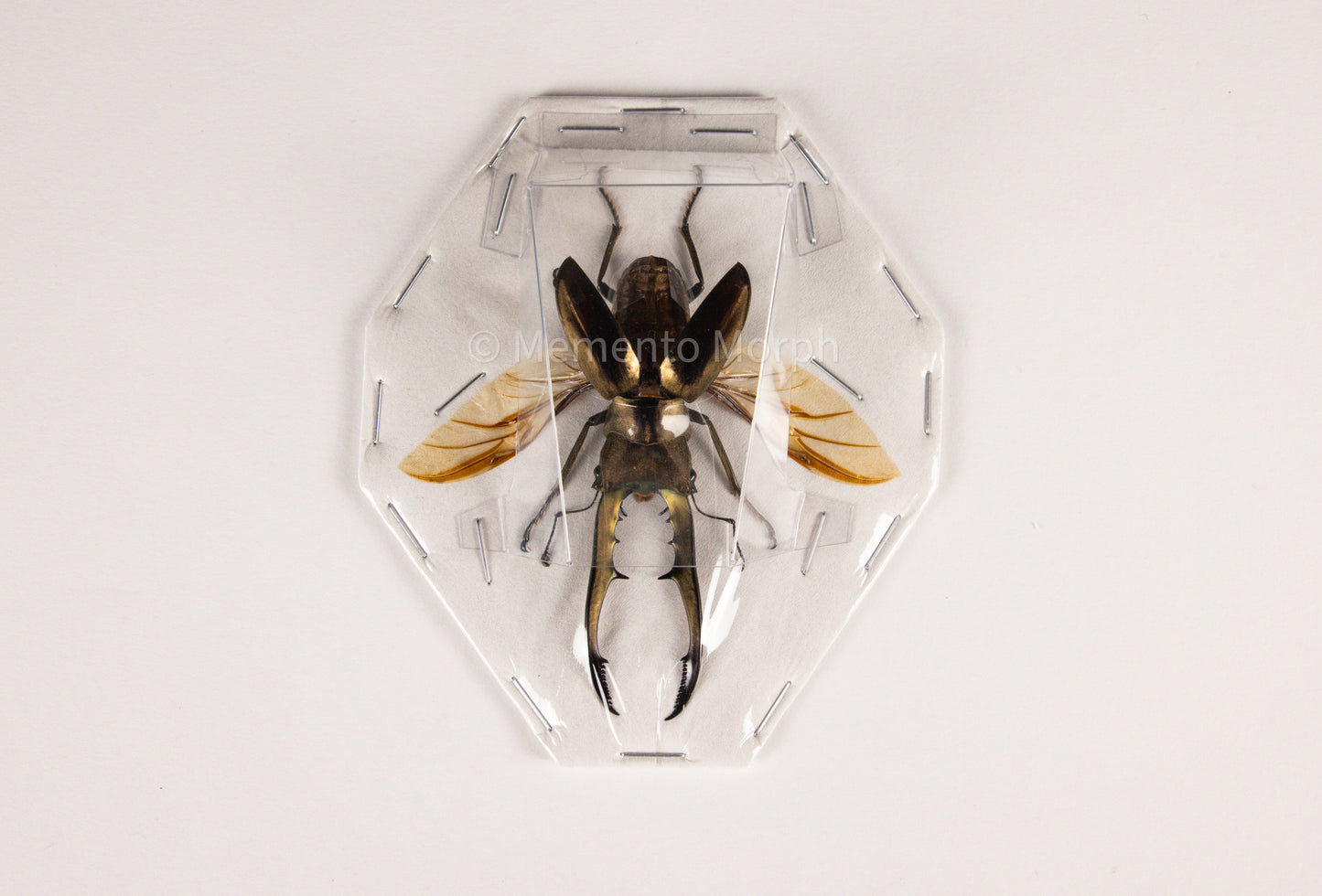 Cyclommatus Metallifer (Spread)