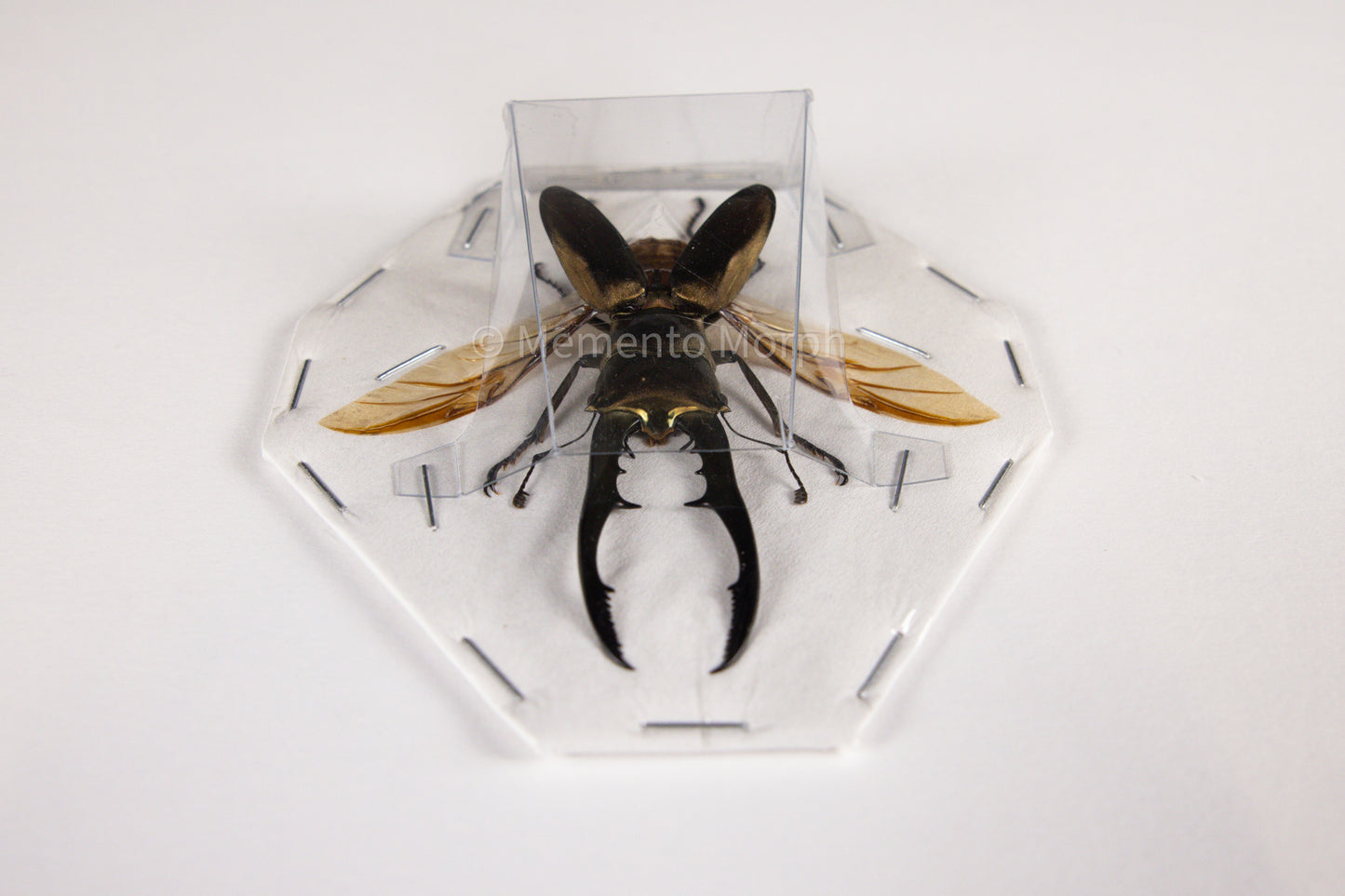 Cyclommatus Metallifer (Spread)