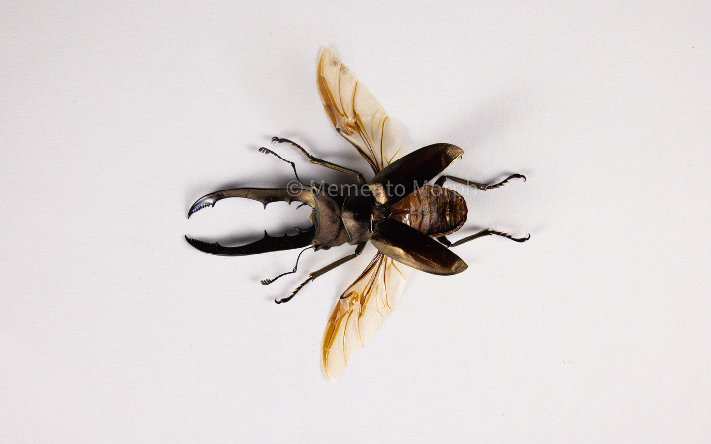 Cyclommatus Metallifer (Spread)