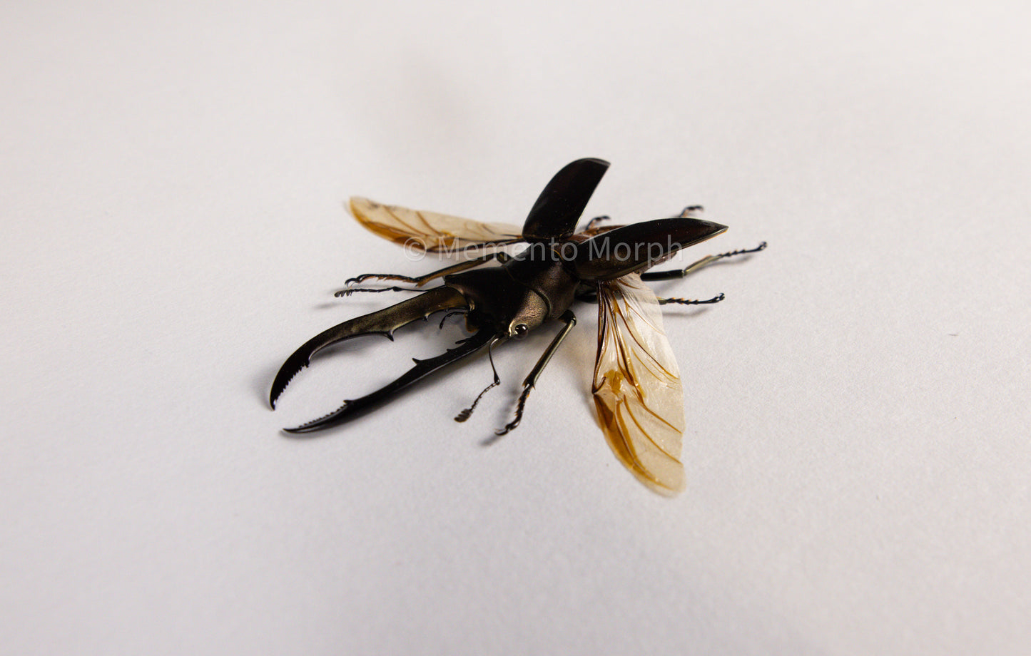 Cyclommatus Metallifer (Spread)