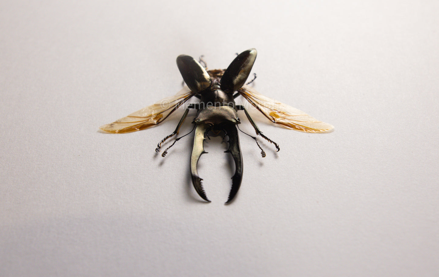 Cyclommatus Metallifer (Spread)