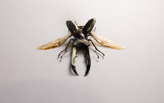 Cyclommatus Metallifer (Spread)