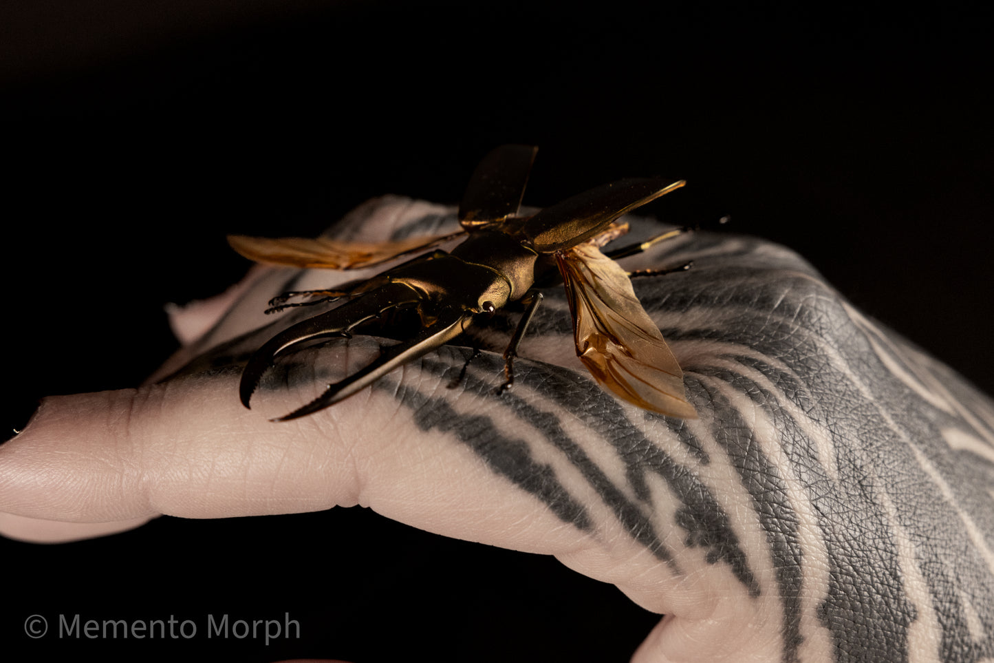 Cyclommatus Metallifer (Spread)