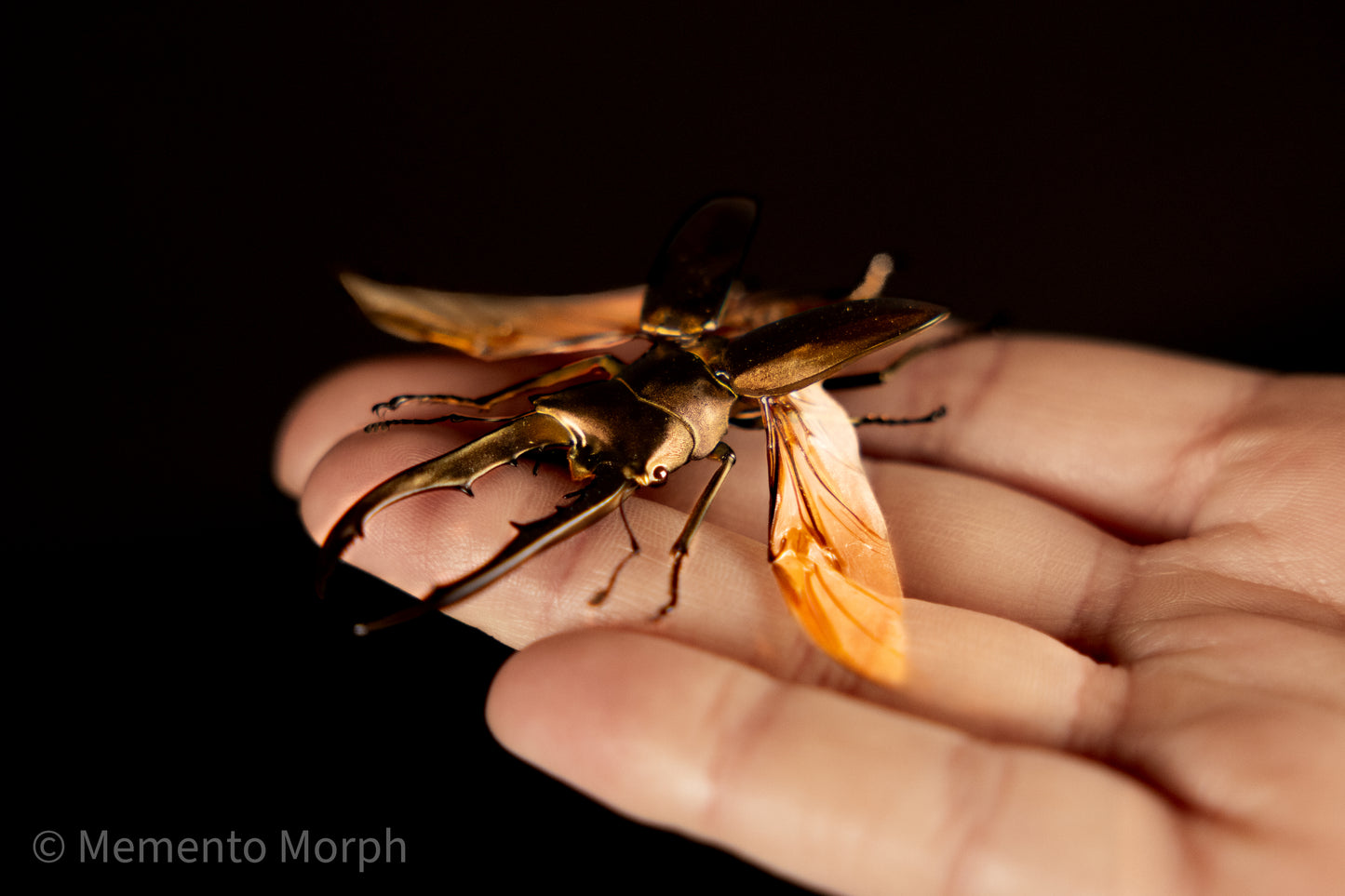 Cyclommatus Metallifer (Spread)