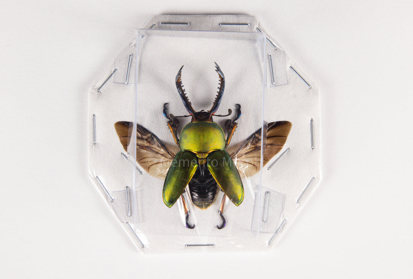 Lamprima Adolphinae (Spread)