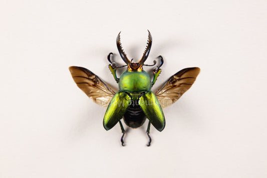 Lamprima Adolphinae (Spread)