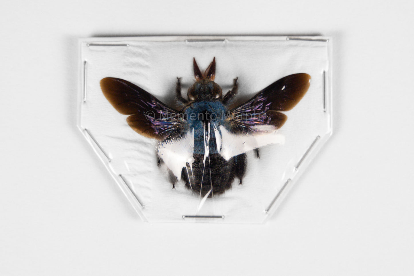 Xylocopa Caerulea (Spread)