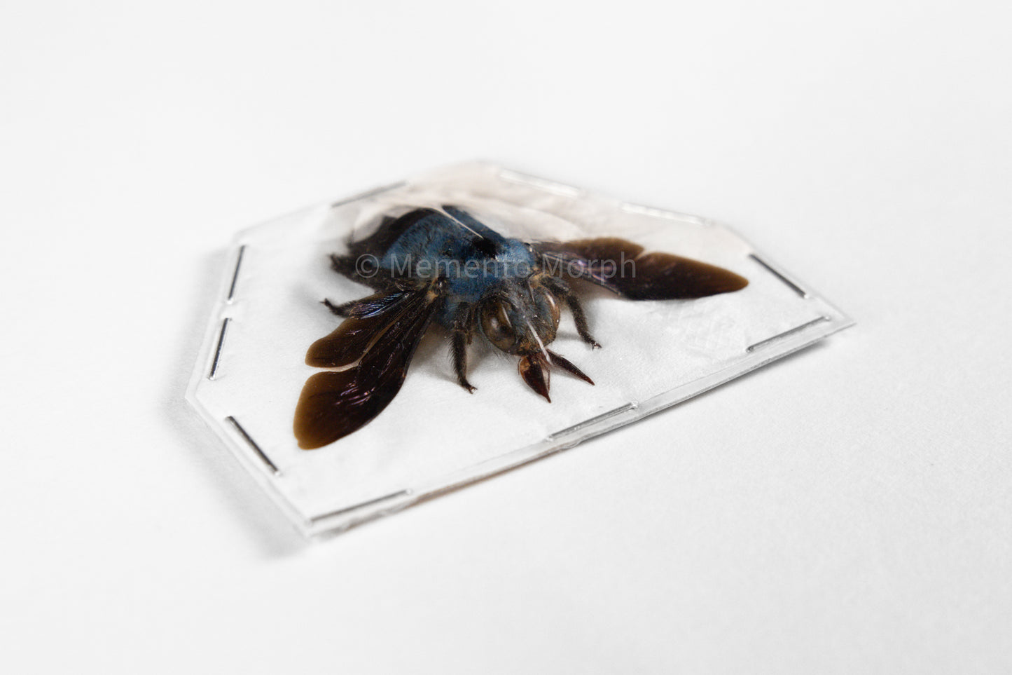 Xylocopa Caerulea (Spread)