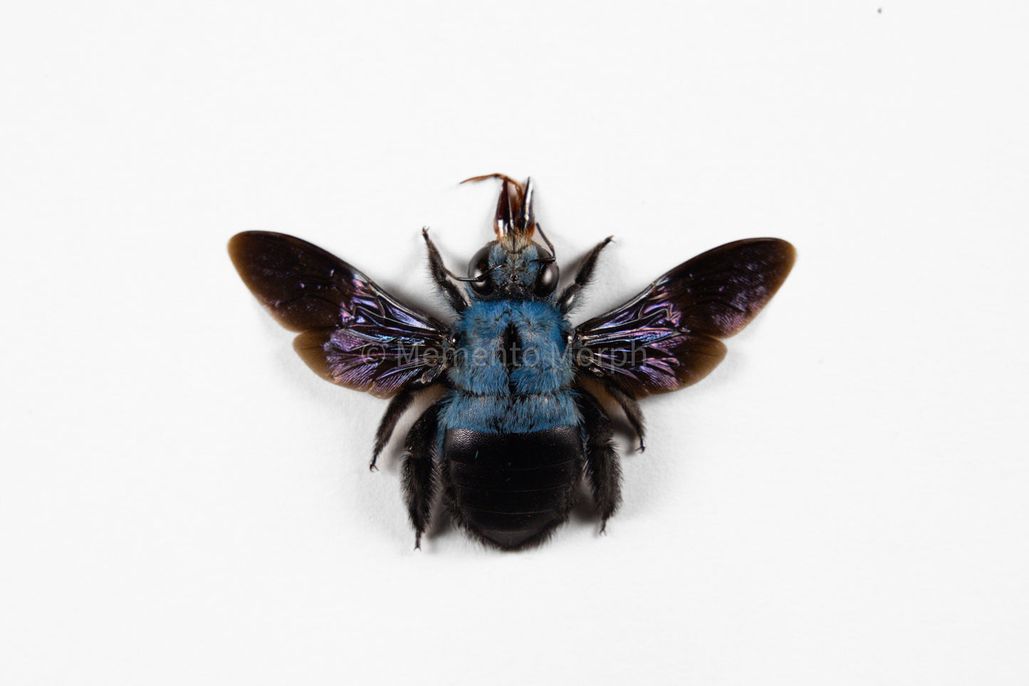 Xylocopa Caerulea (Spread)