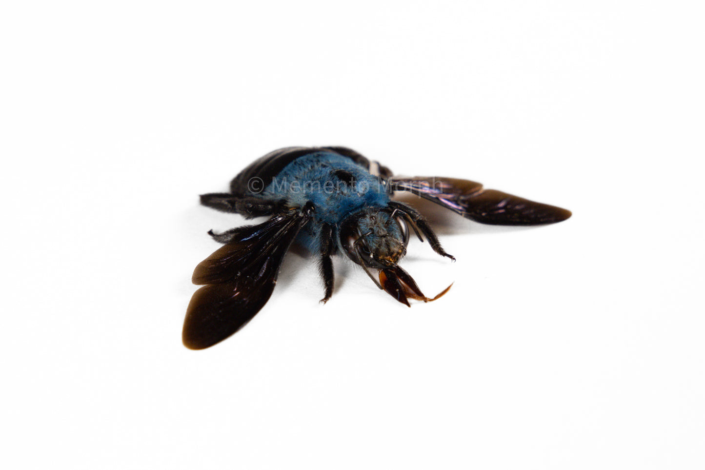 Xylocopa Caerulea (Spread)