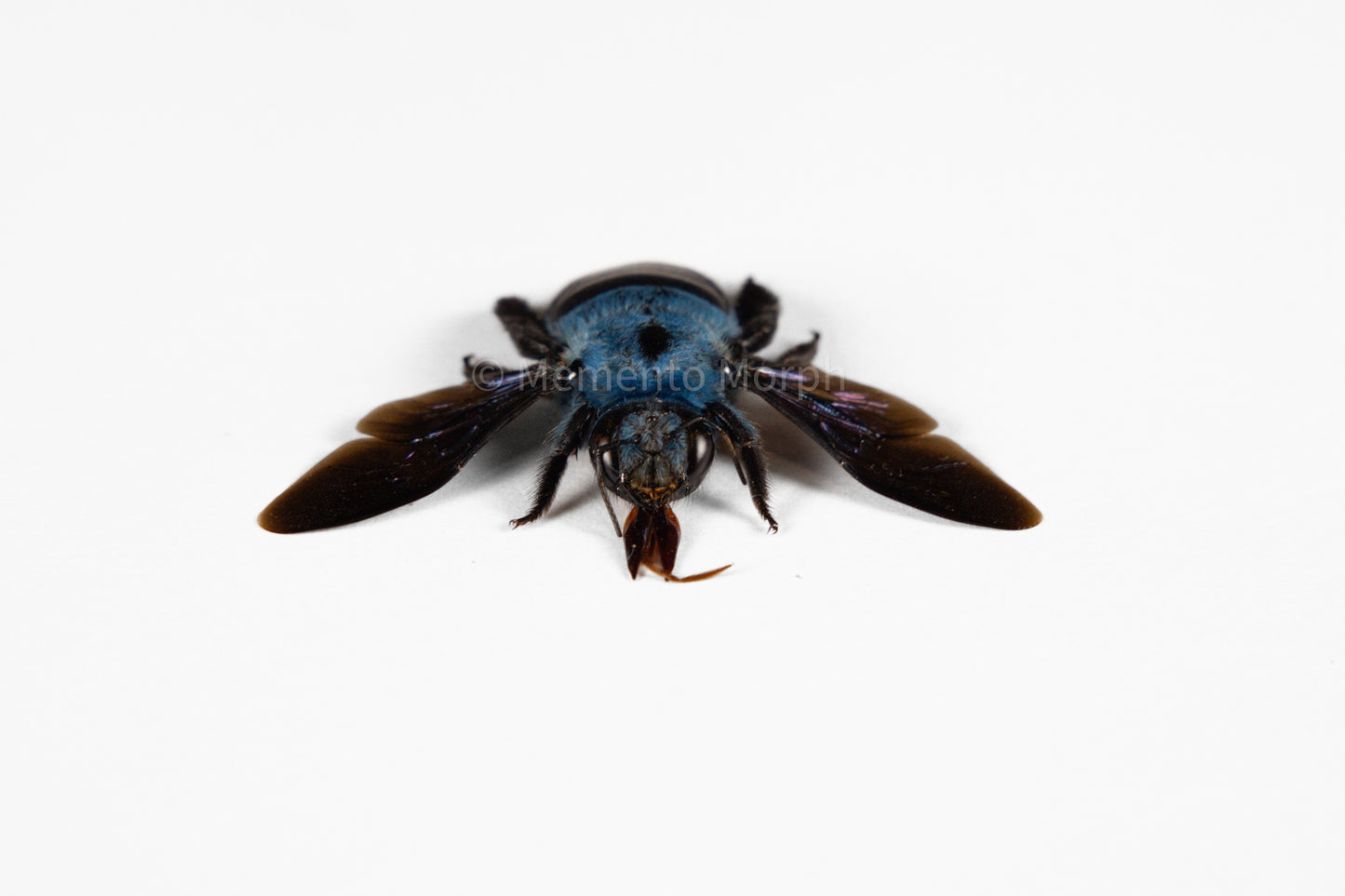 Xylocopa Caerulea (Spread)