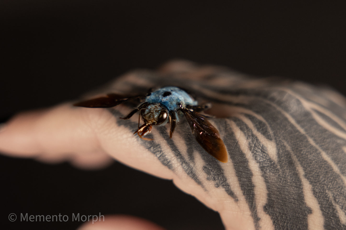 Xylocopa Caerulea (Spread)