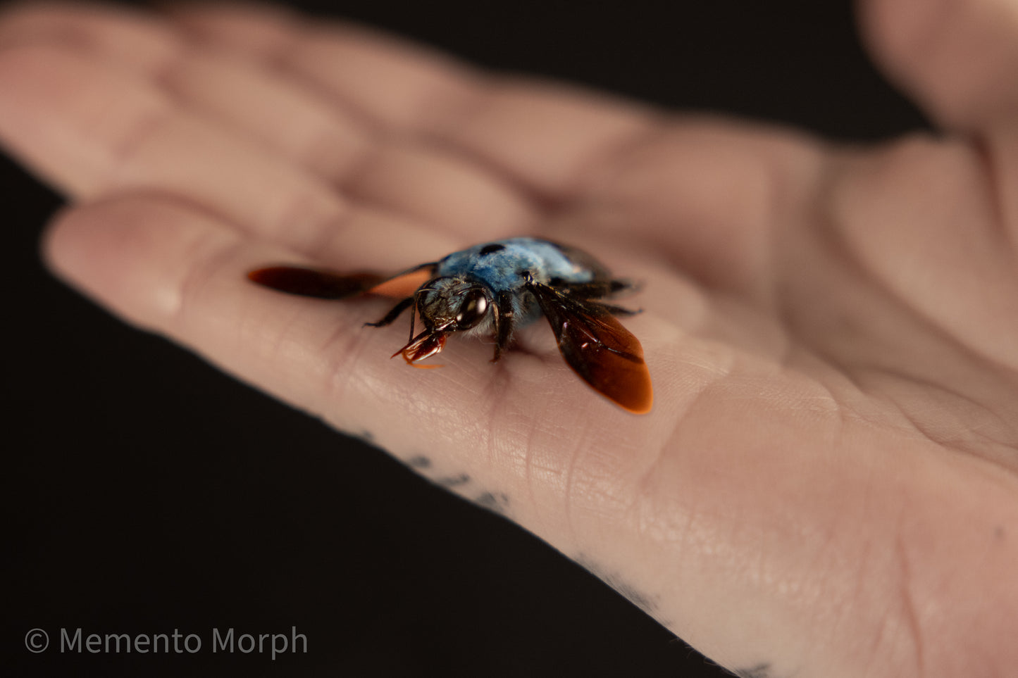Xylocopa Caerulea (Spread)