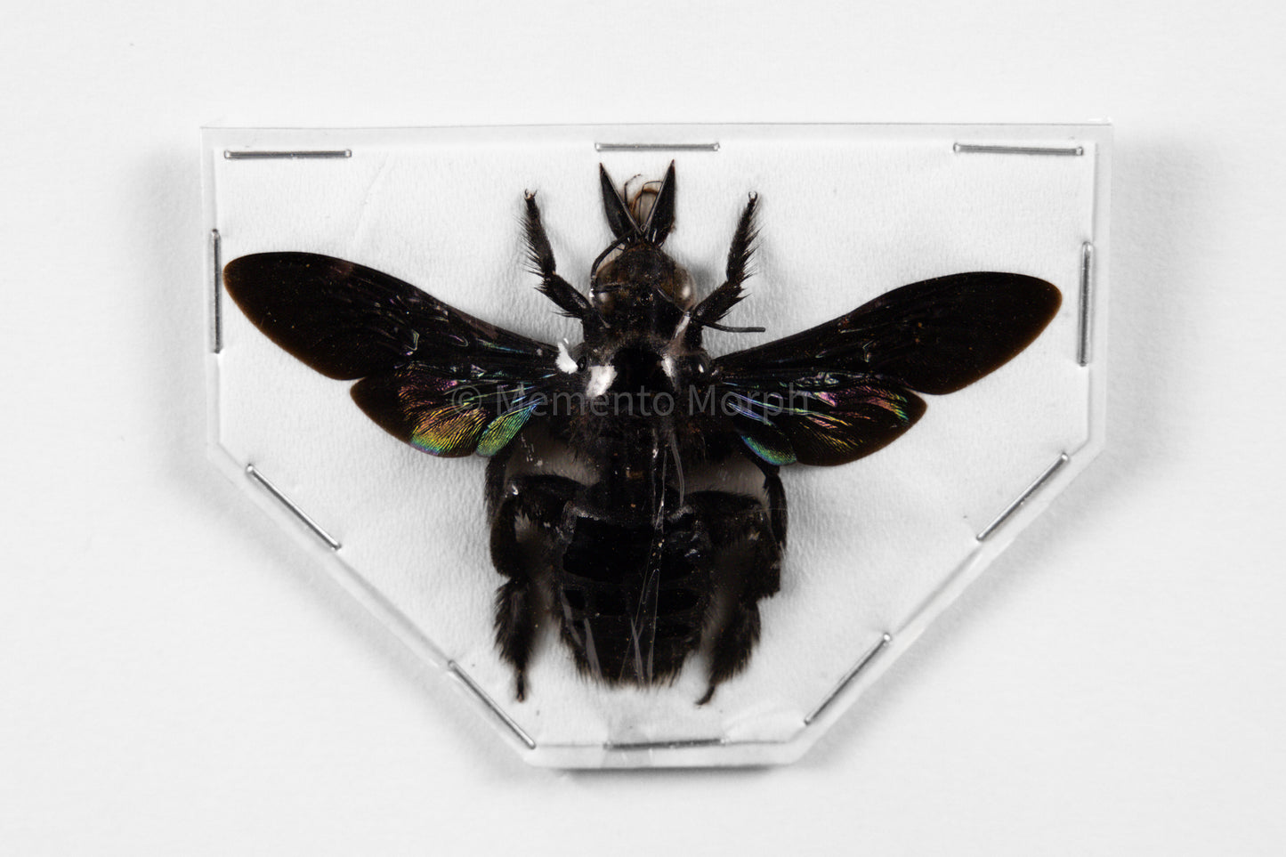 Xylocopa Latipes (Spread)