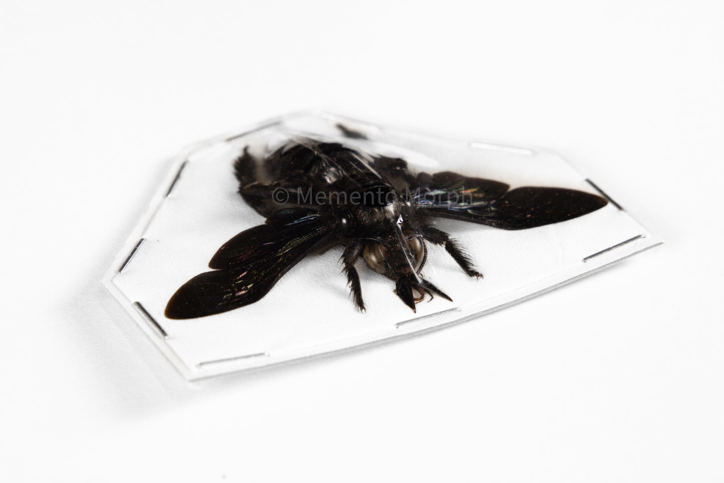 Xylocopa Latipes (Spread)