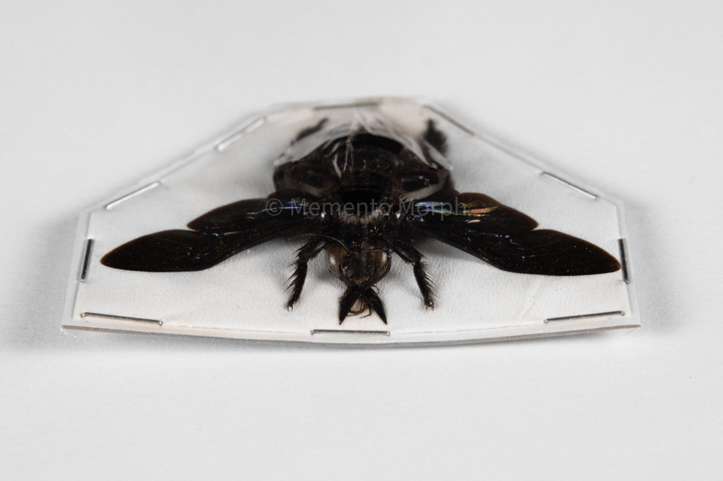 Xylocopa Latipes (Spread)