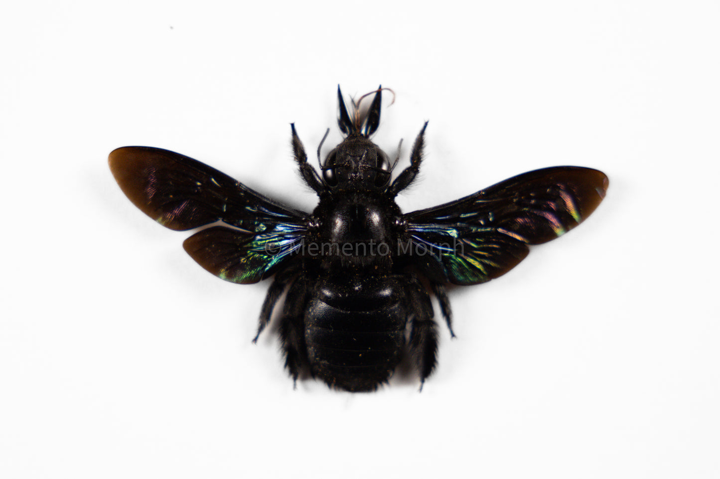 Xylocopa Latipes (Spread)