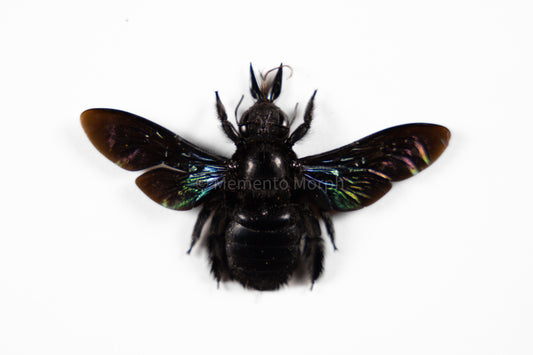 Xylocopa Latipes (Spread)