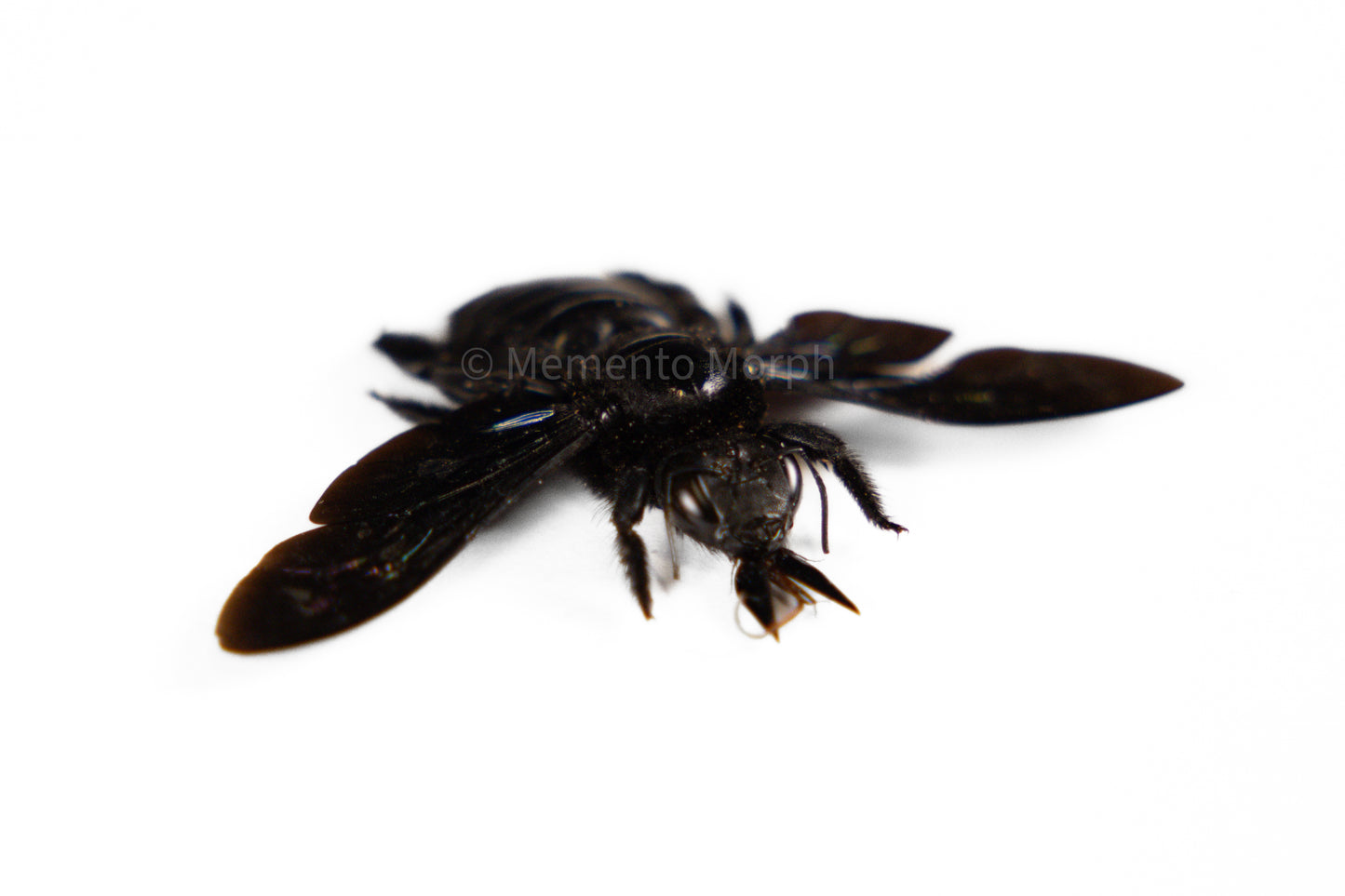 Xylocopa Latipes (Spread)