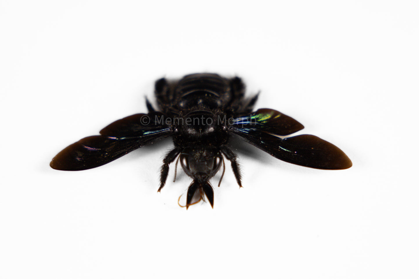 Xylocopa Latipes (Spread)