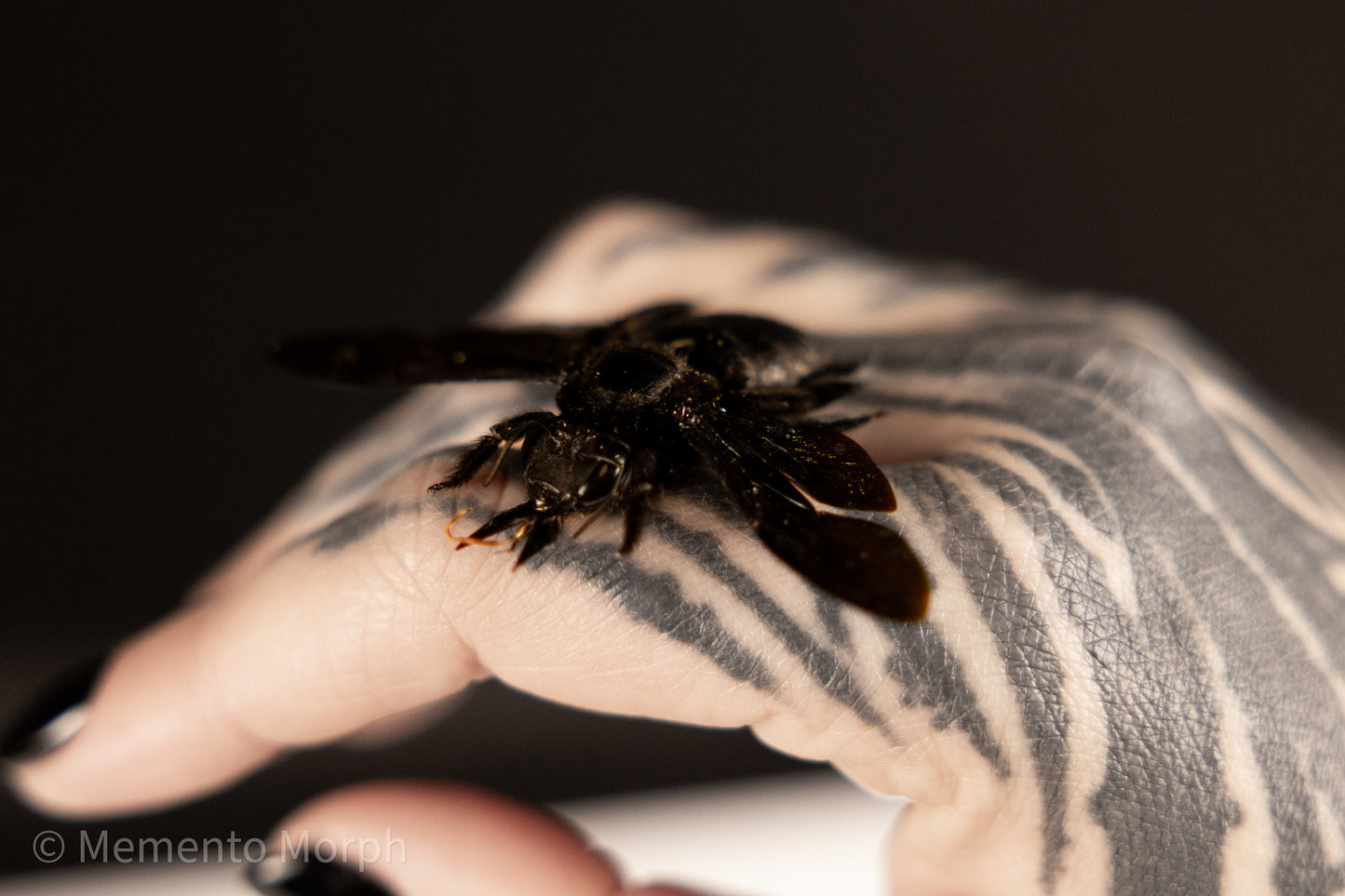 Xylocopa Latipes (Spread)
