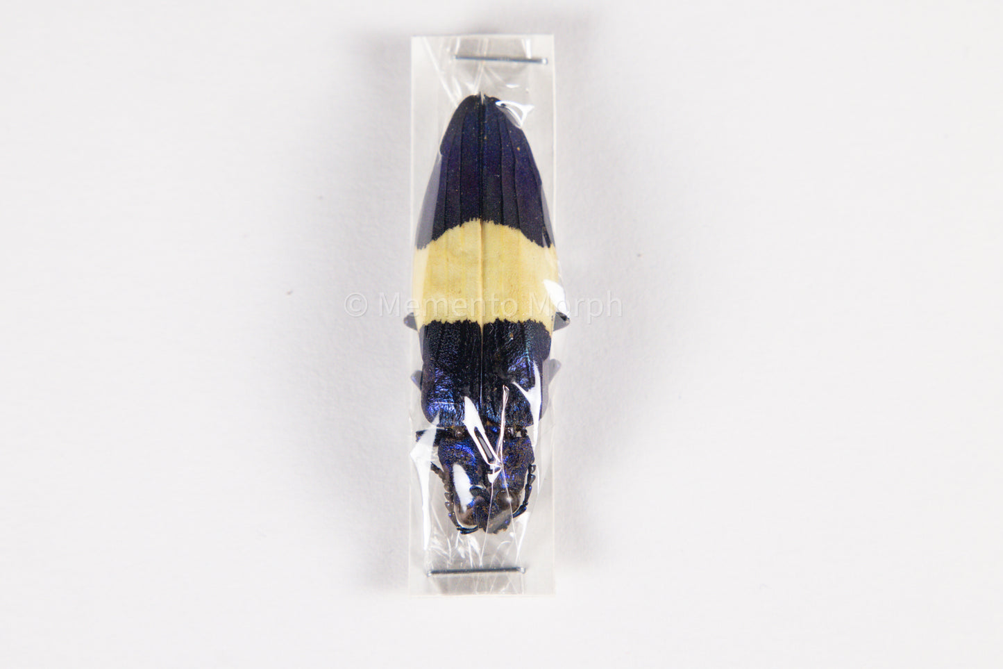 Chrysochroa Castelnaudi  (Unmounted)