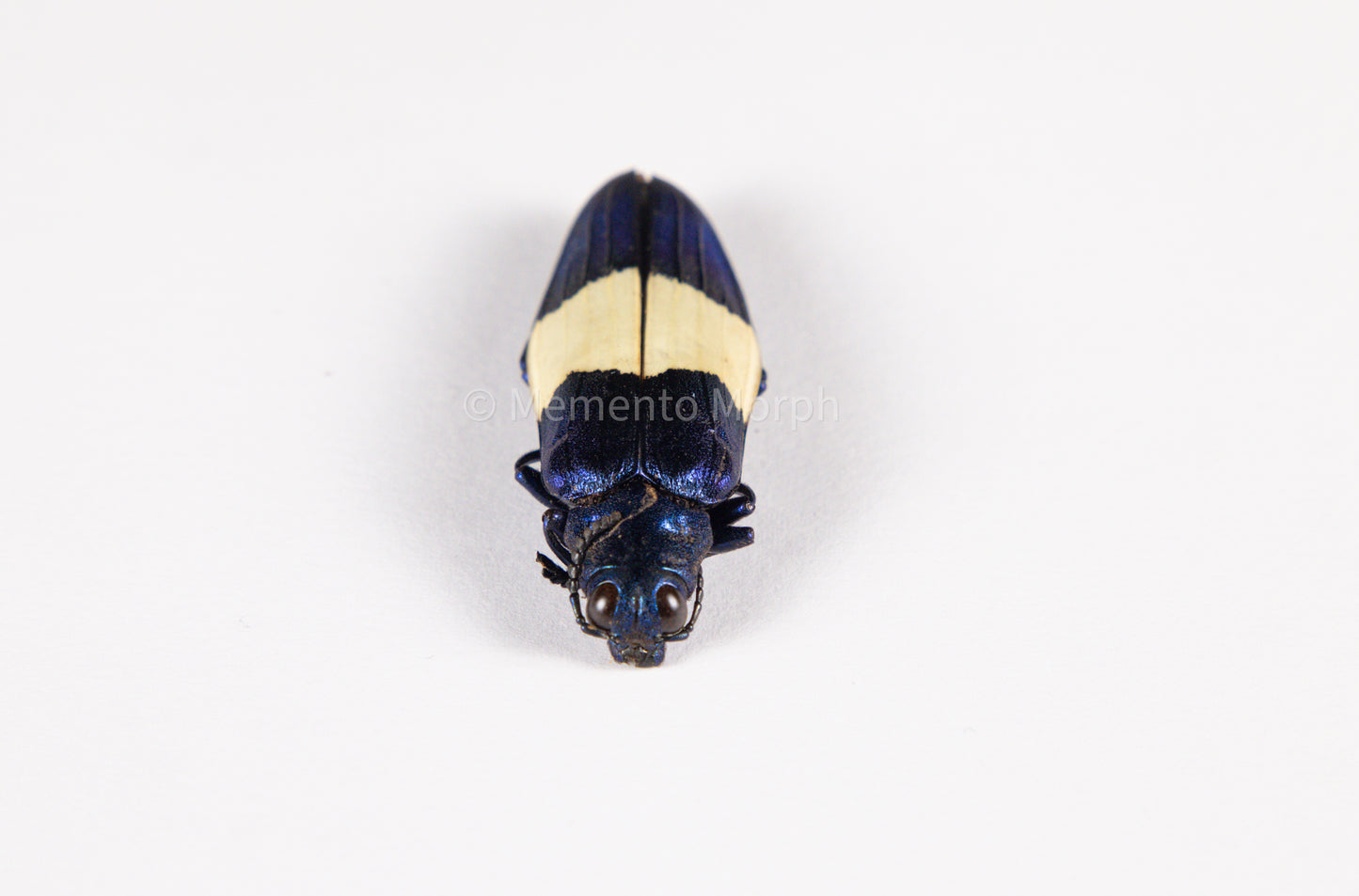 Chrysochroa Castelnaudi  (Unmounted)