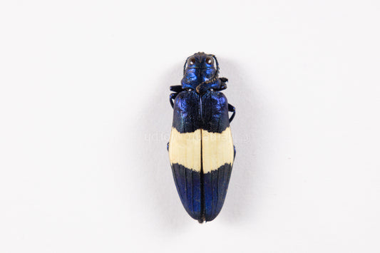 Chrysochroa Castelnaudi  (Unmounted)