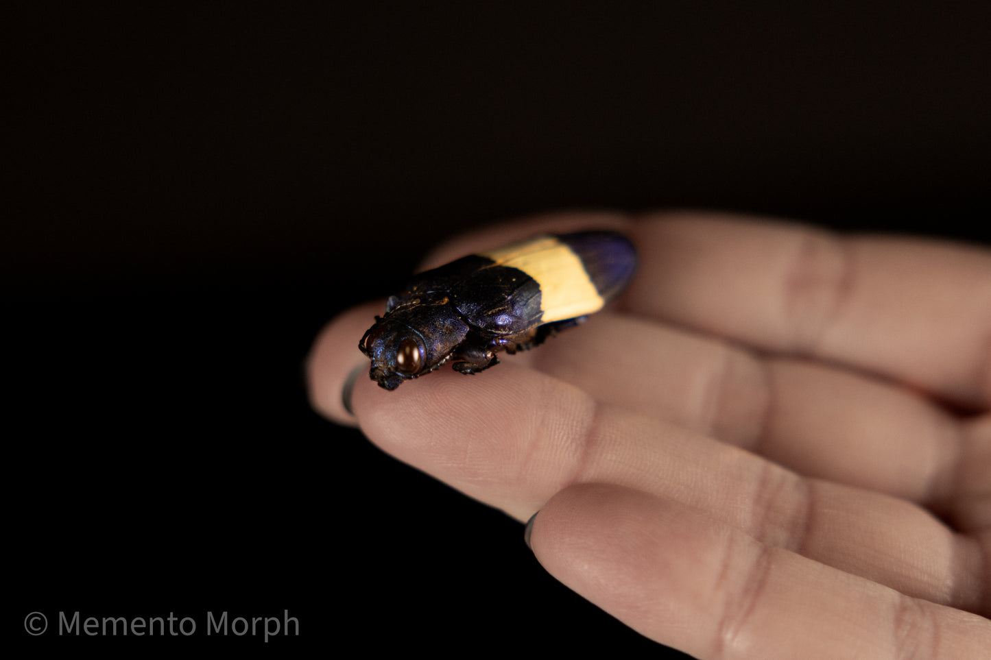 Chrysochroa Castelnaudi  (Unmounted)