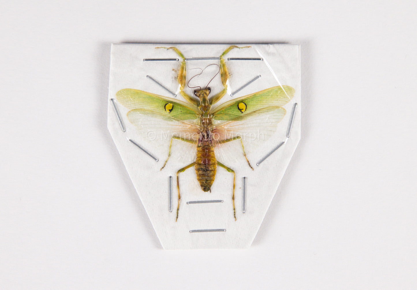 Creobroter Gemmatus (Spread)