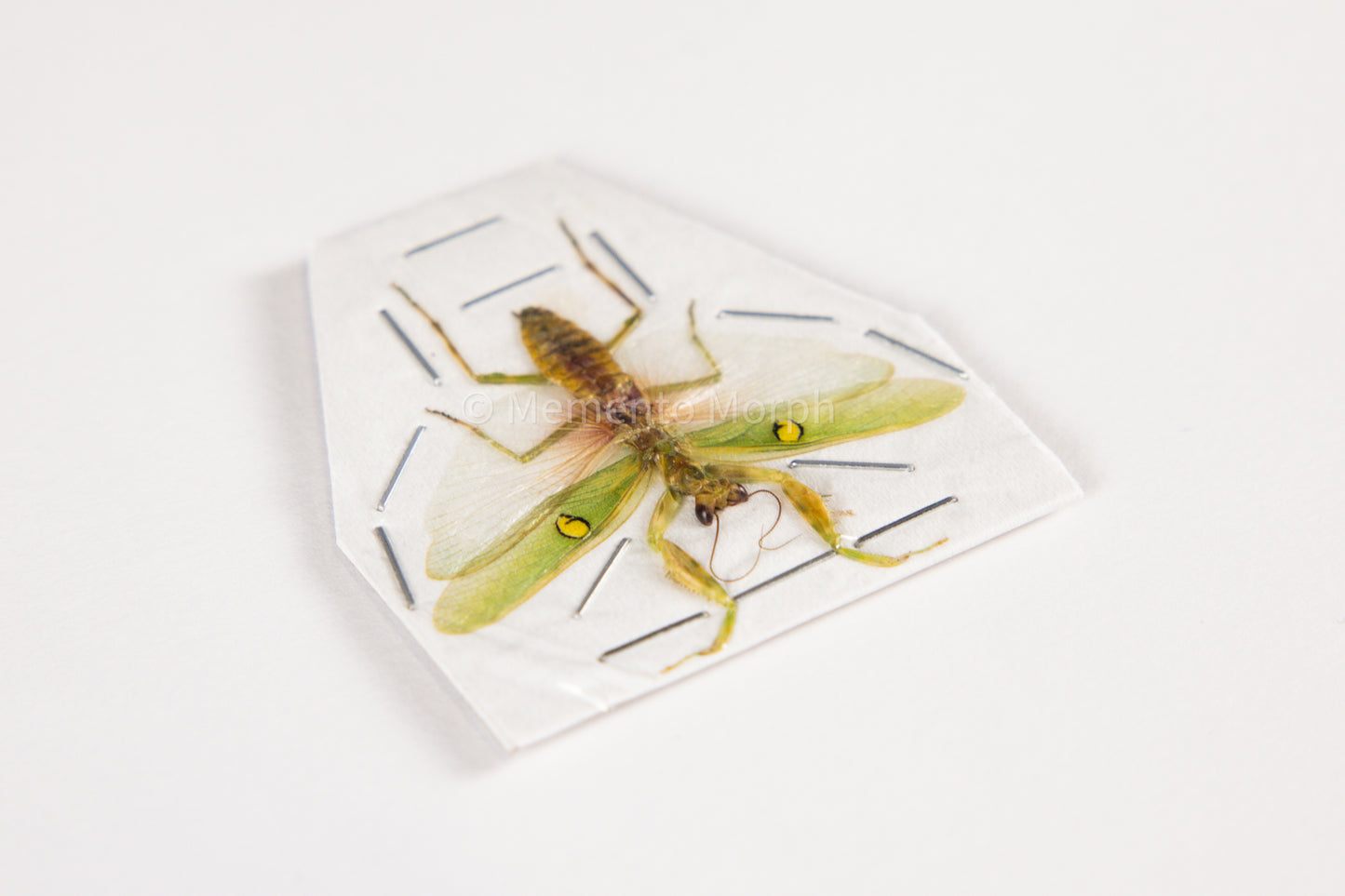 Creobroter Gemmatus (Spread)