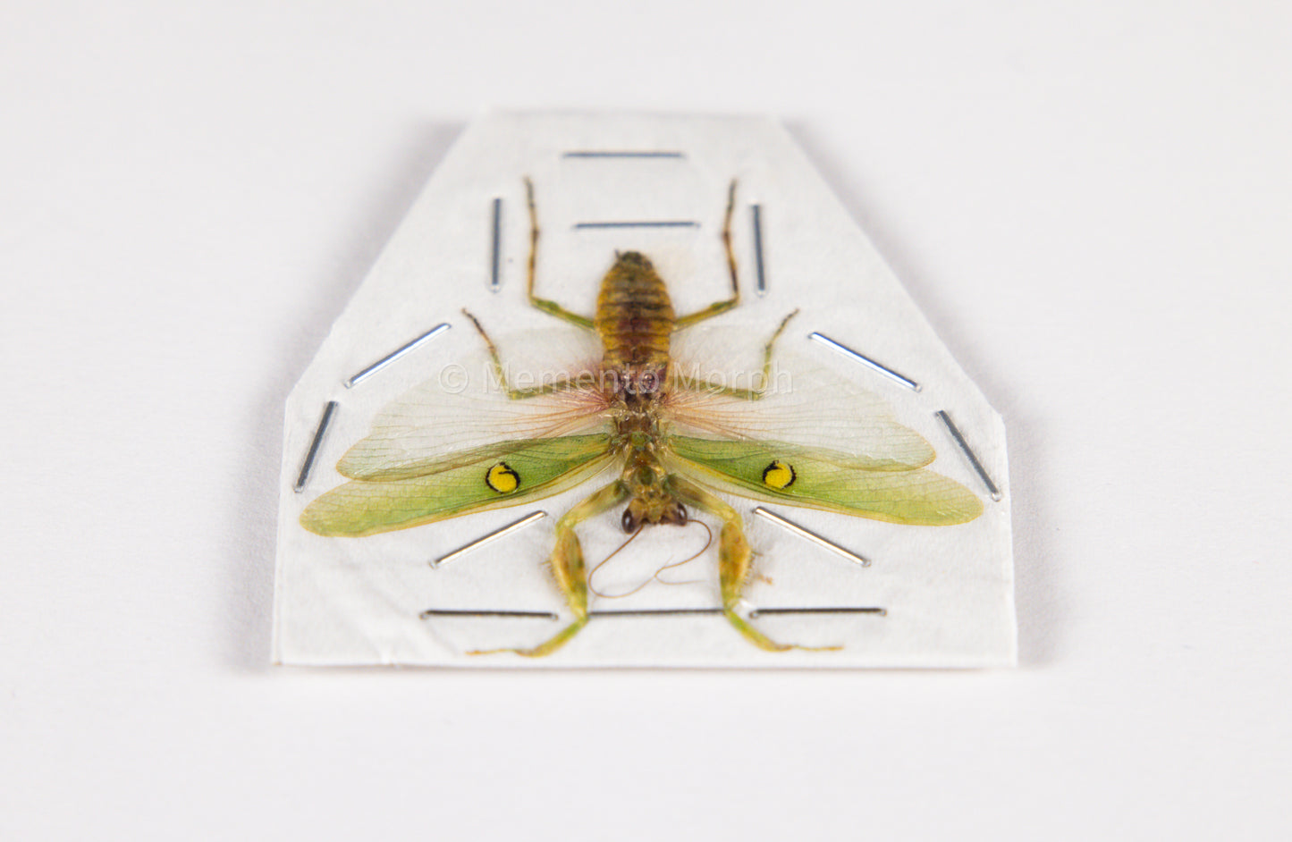 Creobroter Gemmatus (Spread)
