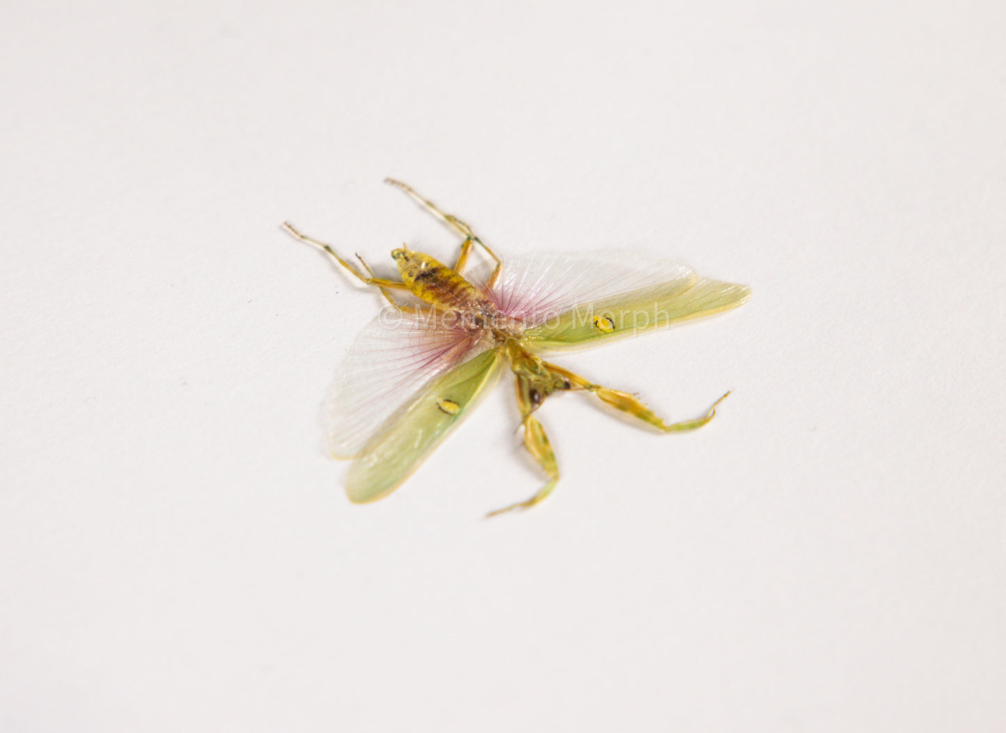 Creobroter Gemmatus (Spread)